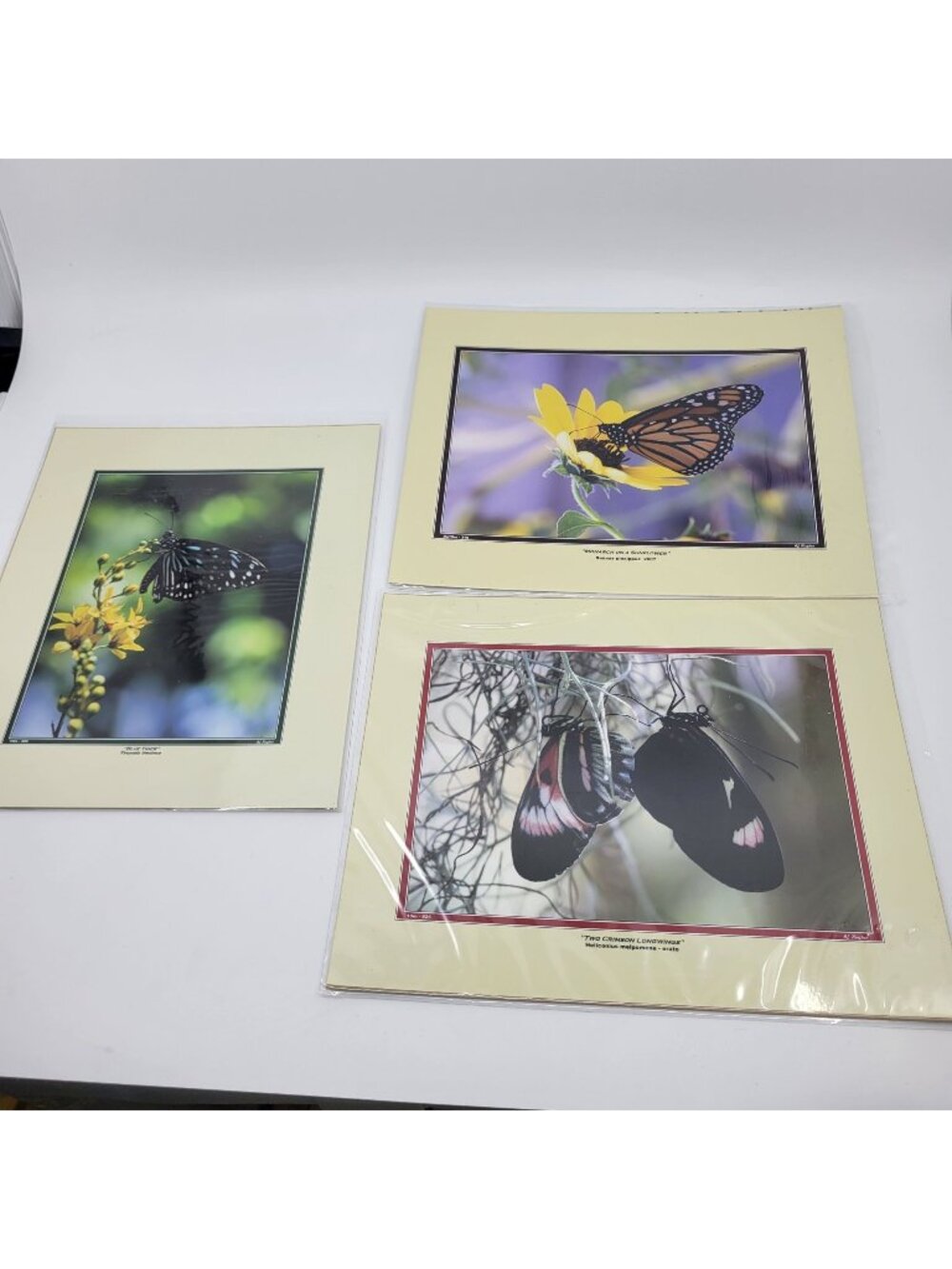 PHOTOGRAPHY Art Prints Lot 3 Vintage Butterfly Flowers Nature Photos - HW021
